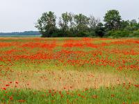 Leuchtende Mohnwiese bei Rone